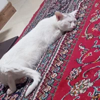 گربه سفید ماده