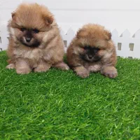 سگ پامر کیفیت بالا|سگ|شیراز, دکتر حسابی|دیوار