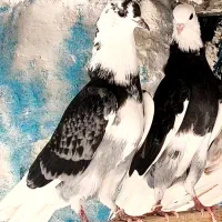ده عدد کفتر پرشی جوجه و جوان پا کبود پریده