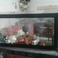 فروش اکواریوم به دلیل نداشتن جا|ماهی|تبریز, |دیوار