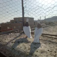 جفت طوقی کشیده|پرنده|خواف, |دیوار