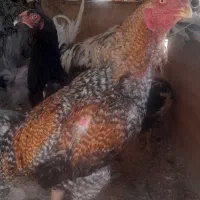 خروس لاری ومرغ لاری اصل