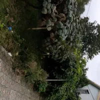 ویلا باغ ۵۵۰۰متر / ۴۰۰نهال کیوی پر محصول هایوارد|فروش خانه و ویلا|لیسار, |دیوار