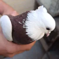 کبوتر طوقی|پرنده|یزد, |دیوار