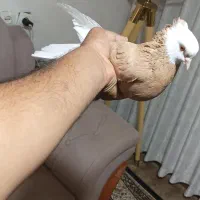 کبوتر نقش عتیقه