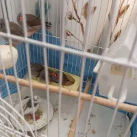 چهار عدد فنج فقط ۴۵۰ جوجه هستن