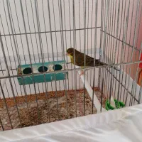 سه عدد قناری قورولتی|پرنده|اردبیل, |دیوار