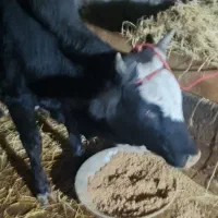 شیرو ورزا کوله عالی