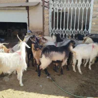 میش  بز  بره شیشک  بزغاله  تی بز|حیوانات مزرعه|خرم‌آباد, |دیوار