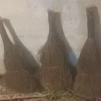 جارو