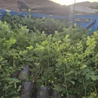 فروش گلدانی گل عطری کاشان