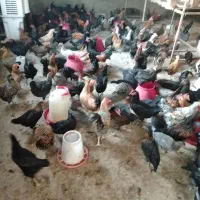 مرغ تخمگذار وخروس