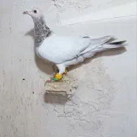 کفتر بوم کرمونی ساده کلاغدم زاغ دم سفید یهودی سبز