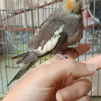 جوجه عروس هلندی