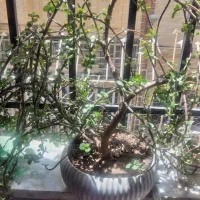 اواع گل|گل و گیاه طبیعی|تهران, امجدیه (خاقانی)|دیوار
