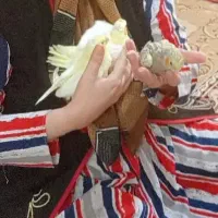 فروش فوری عروس هلندی