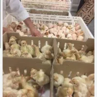 فروش جوجه بیوتی زرین بوقلمون 30روزه|حیوانات مزرعه|سبزوار, قلعه‌نو دهزار|دیوار