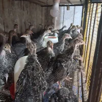 جوجه بوقلمون برنز با کیفیت|حیوانات مزرعه|قائم‌شهر, |دیوار