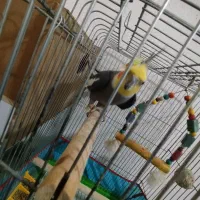 جفت عروس هلندی|پرنده|علی‌آباد کتول, |دیوار