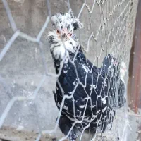 تخم مرغ گلین|حیوانات مزرعه|سرپل ذهاب, |دیوار