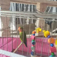 فروش طوطی برزیلی سالم وجوان|پرنده|صومعه‌سرا, |دیوار