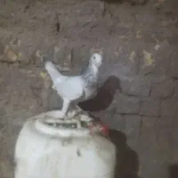 کفتر یا کبوتر