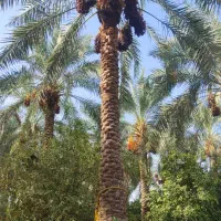 مغ گراس هستم انواع مغ قیمت توافقی|خدمات باغبانی و درختکاری|عنبرآباد, |دیوار