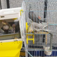 فروش عروس هلندی