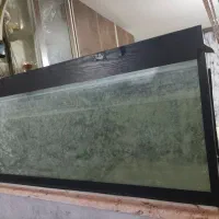 آکواریوم|ماهی|تاکستان, |دیوار