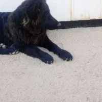 شاه توله ژرمن بلک نرر کرمان|سگ|کرمان, |دیوار