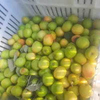 باسلام کنار درجه یک پیوندی بدون هیچ نقص