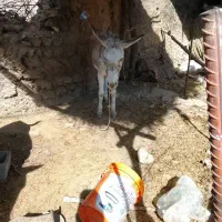 اگهی|حیوانات مزرعه|ویسیان, |دیوار