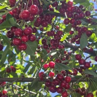 ۲۰۰ متری در قلب گلمکان(مسکونی)