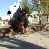 سگ ژرمن اصل ماده