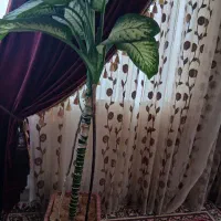 گل دیفن|گل و گیاه طبیعی|فارسان, |دیوار