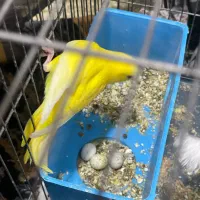 مرغ عشق با تخم