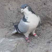 کبوتر سبز مگس سوسکی چاپی بور|پرنده|زهک, |دیوار