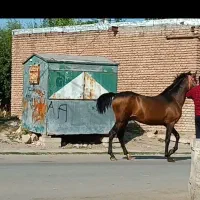 اسب نریان