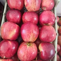 سیب درختی قرمز درجه یک
