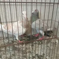 کبوترشهرستانی پلاکی سرور