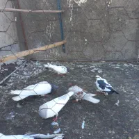 ۶عددگبوترسالم بدونه هیچ ایرادی
