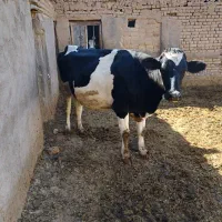 گاو هشت ماه ابستن