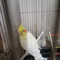 عروس هلندی|پرنده|قم, سرحوض|دیوار