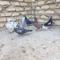 کبوتر پرشی(تهرانی)|پرنده|برخوار, |دیوار