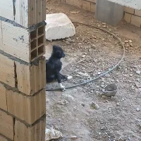 سگ بازی گوش