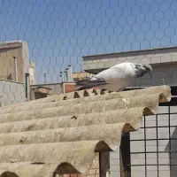 کفتر مفلق ۷عدد|پرنده|تهران, کوثر|دیوار