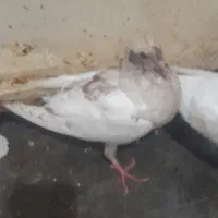 جوجه کفتر|پرنده|مشهد, کوی سیدی|دیوار