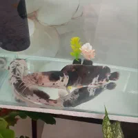 معاوضه ماهی کت فیش افریقایی 28 سانت استثنایی