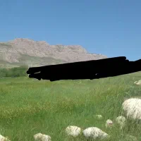 یک دامداری  نیازمند به سرمایه شما