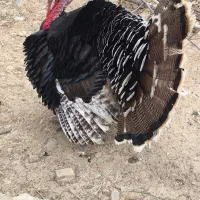 بوقلمون نر محلی